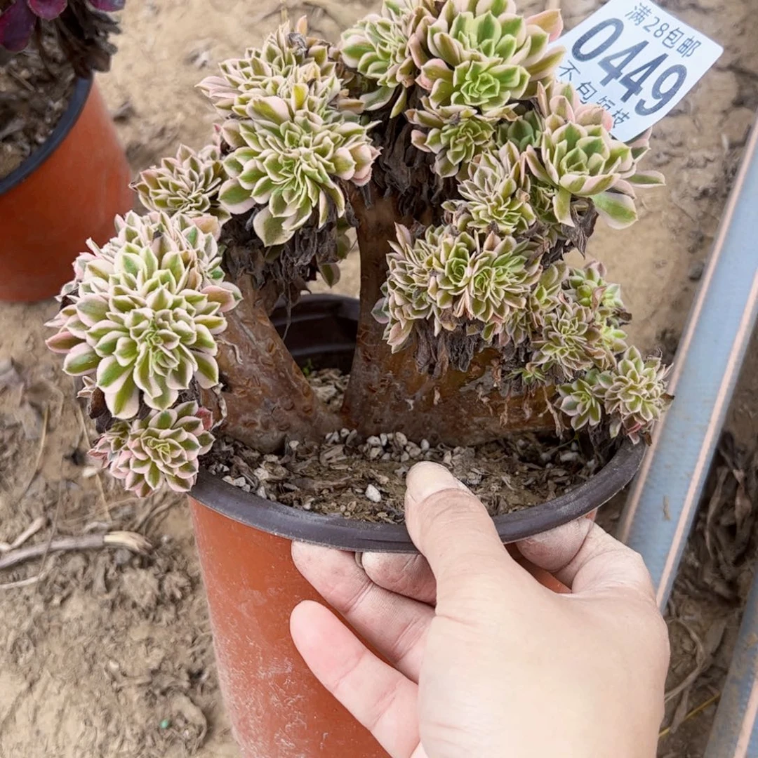 0449粉女巫朵缀多肉植物