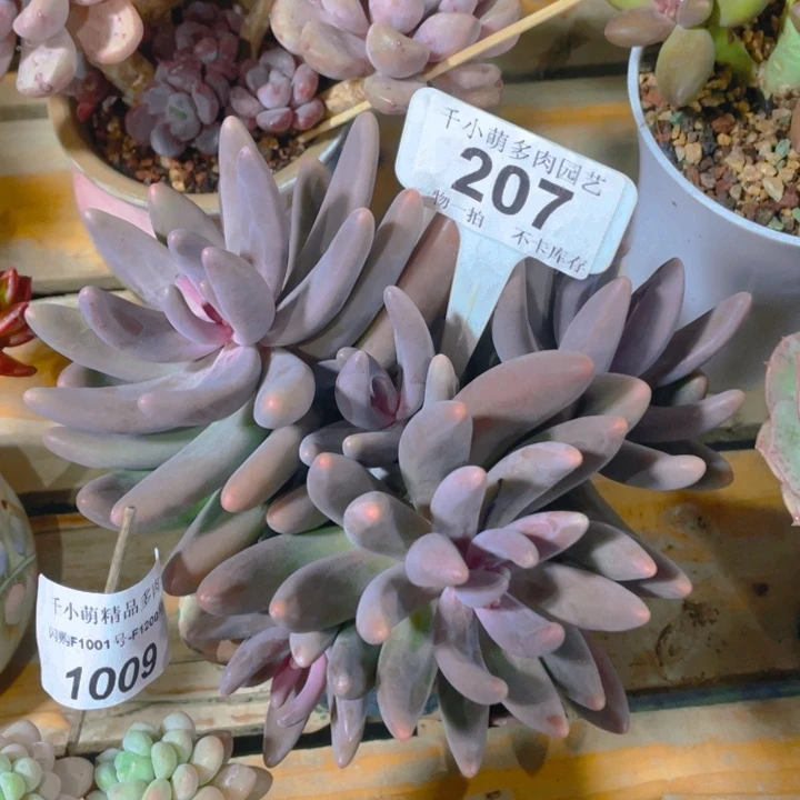 谢谢你的支持00000207