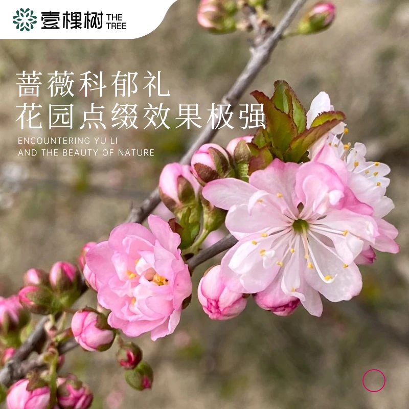 庭院爆花植物-郁李，春天的爆花机器