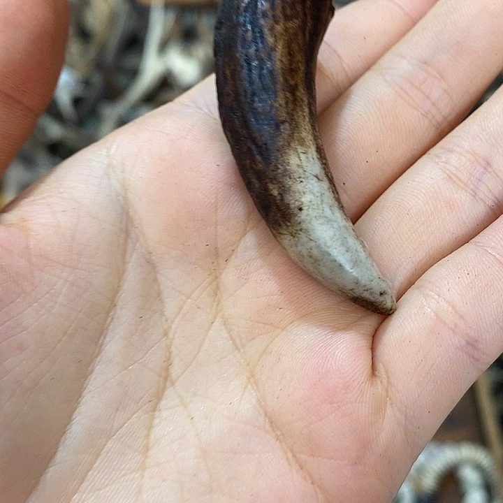 石英石非金属鹿角鹿角