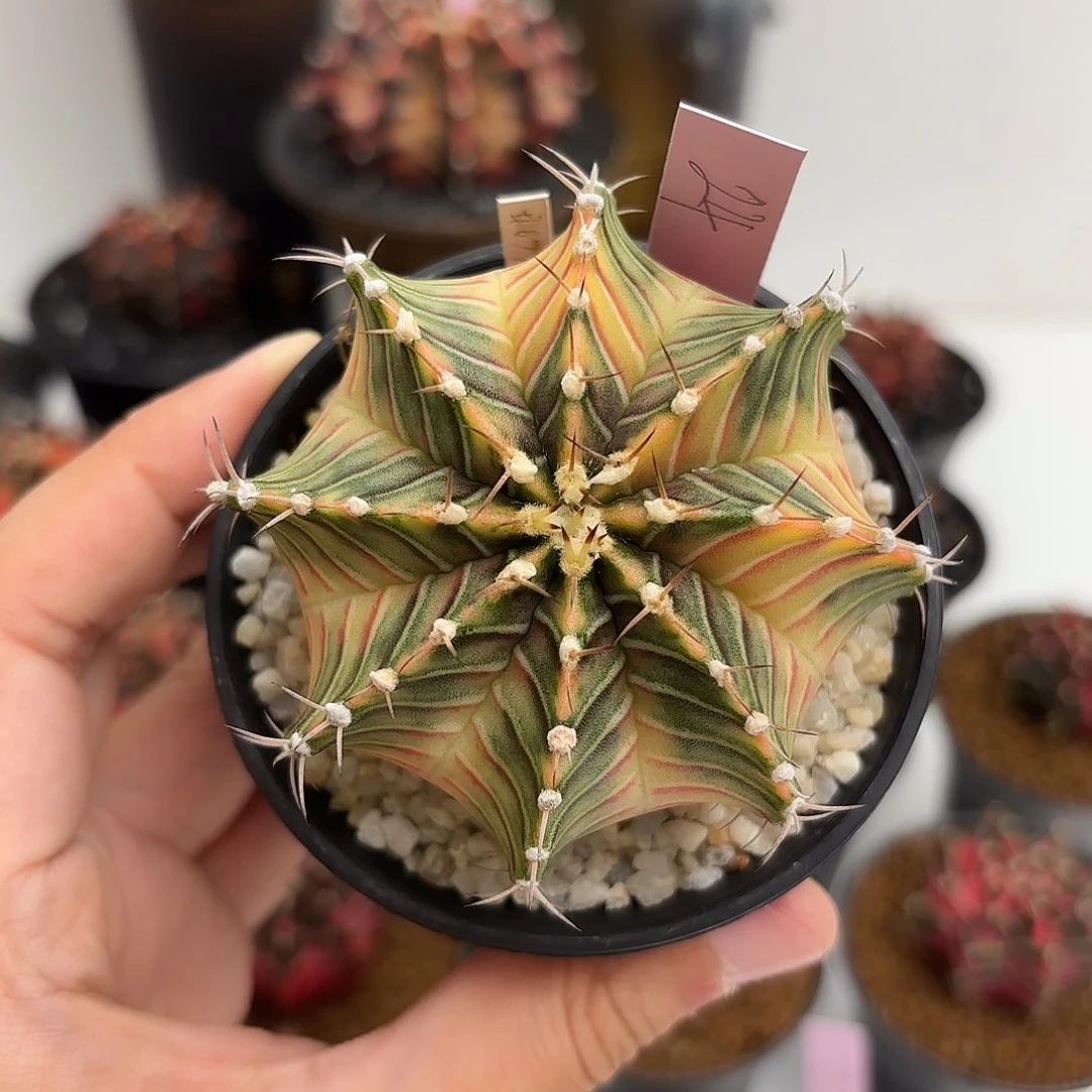 花*泰国米哈24-0216