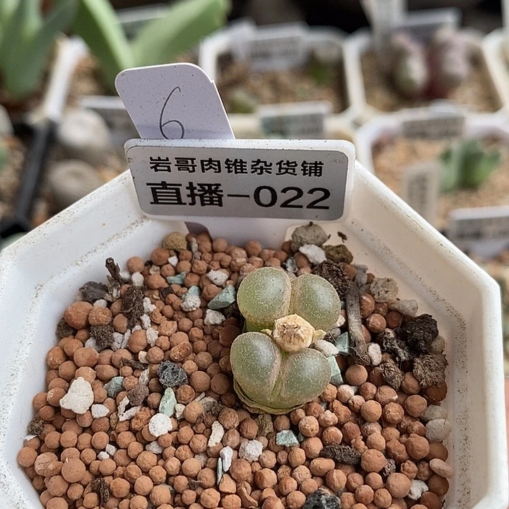 AP种源黑眼豆豆风铃双头