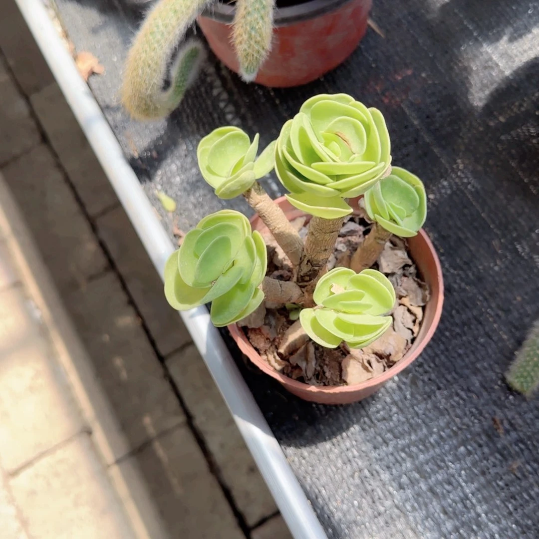 M***。无花朵金钱木老桩小号多肉植物