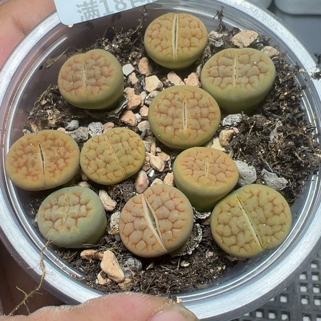 【闪购商品】 269。