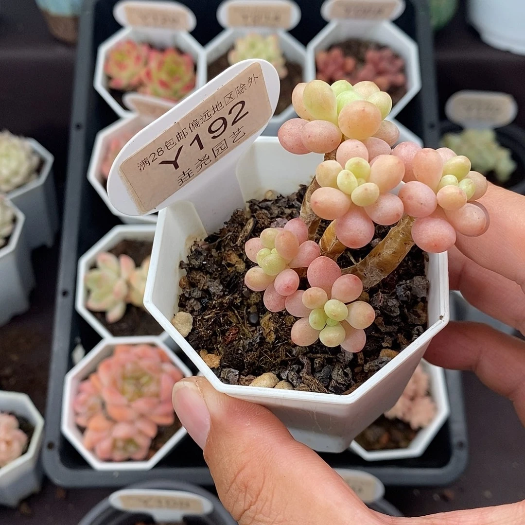 0192 洛可可 5cm