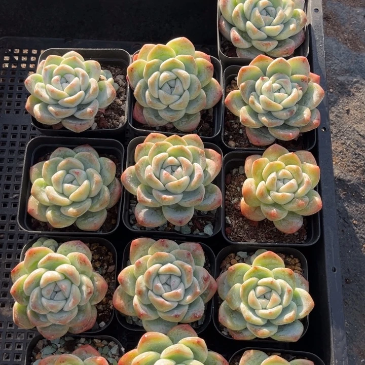 冰玉多肉七方盆一组冠幅5.5-6厘米13个4号