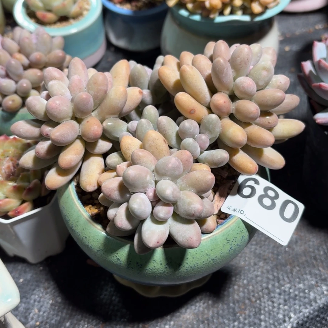 新***王汤圆多肉带盆发货680