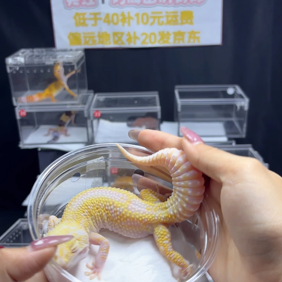 豹纹守宫白黄直线母