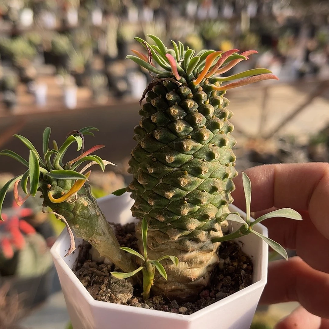 铁甲麒麟一物一拍