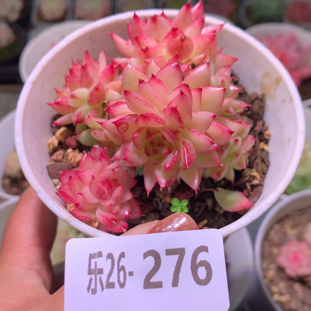 乐然26-276 菊花台