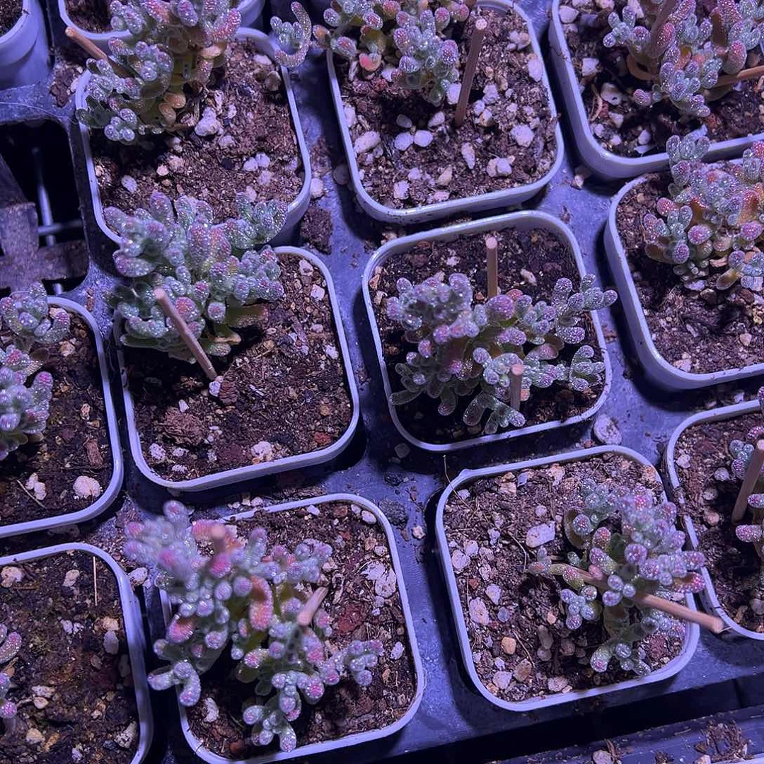 灯养冰晶老桩系列55