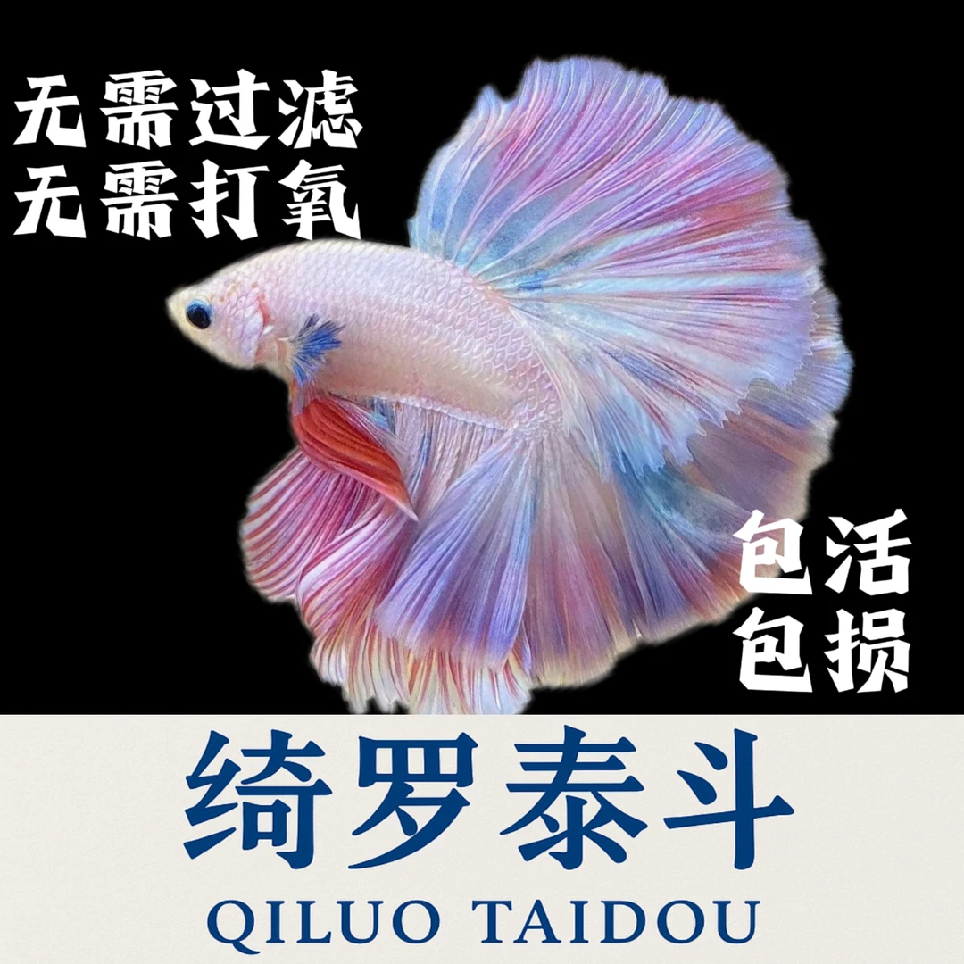 {1-64号}[绮罗泰斗】超精品特殊尾斗鱼