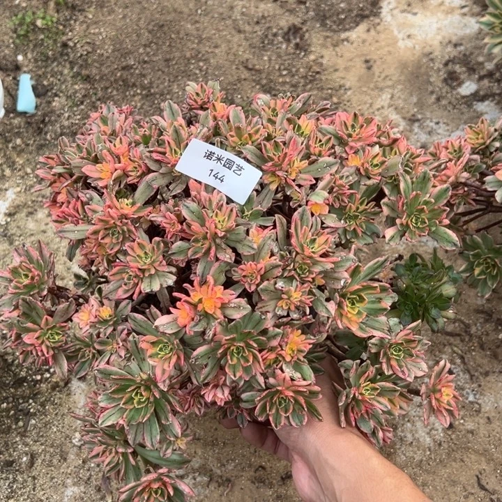 甜茶多肉植物144法师