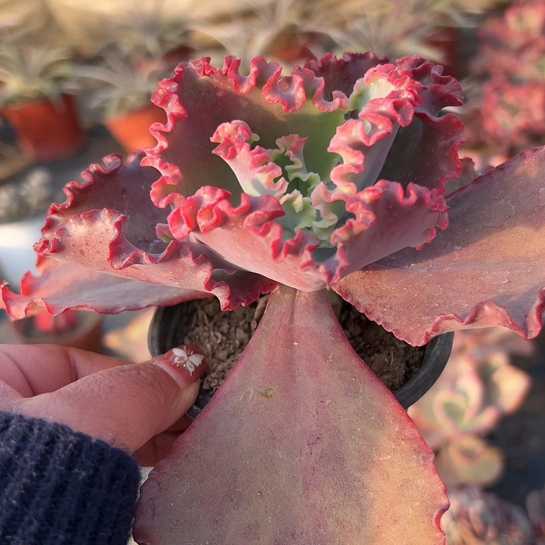 多肉植物女王花笠