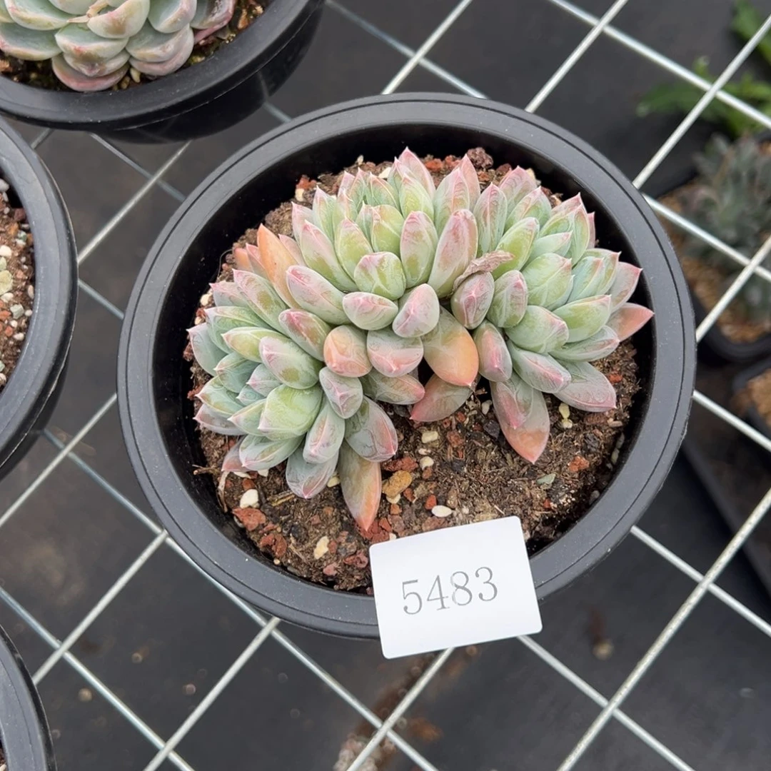 x****55483肉多么多么多哦