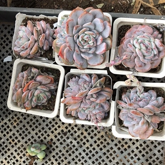 10元3颗，大梦露，粉色