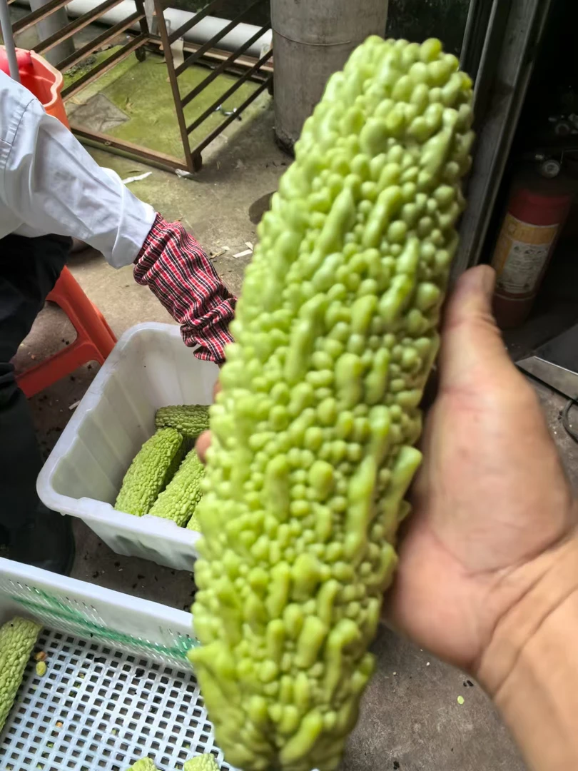 【大棚铁观音苦瓜茶】铁观音苦瓜茶、香、滑、顺、传统大棚瓜