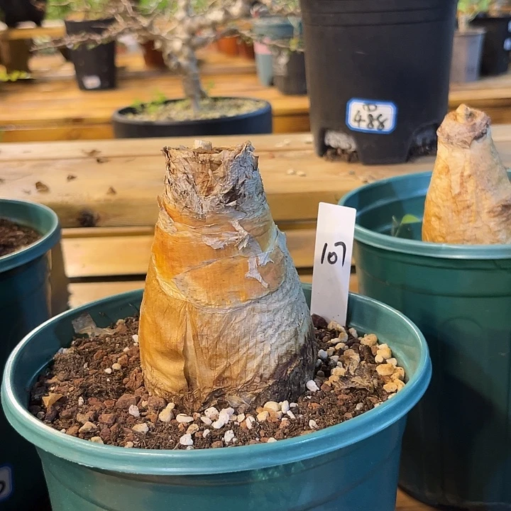 汤圆植物巨凤之卵107