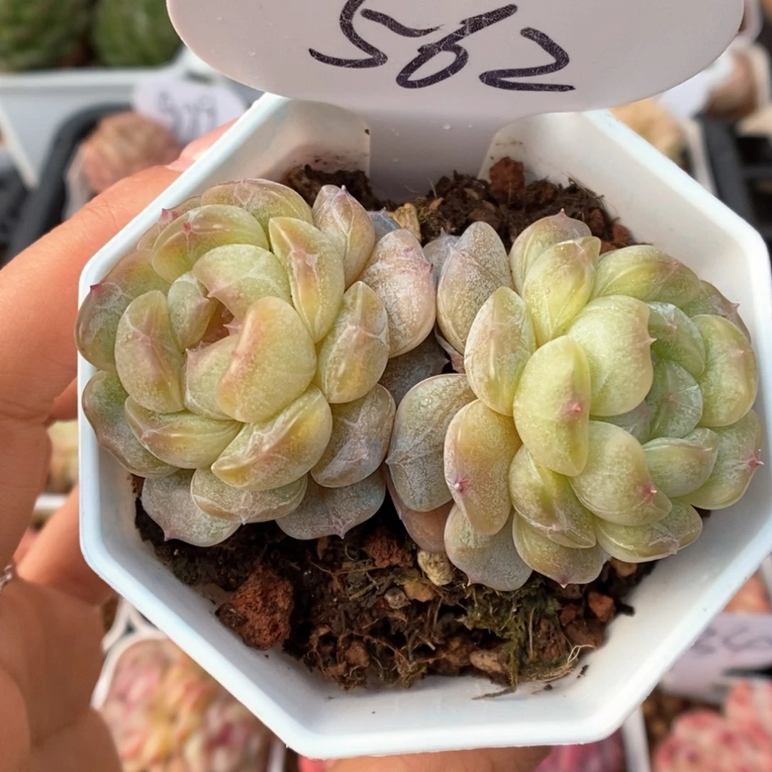 白色恋人可拍562号。