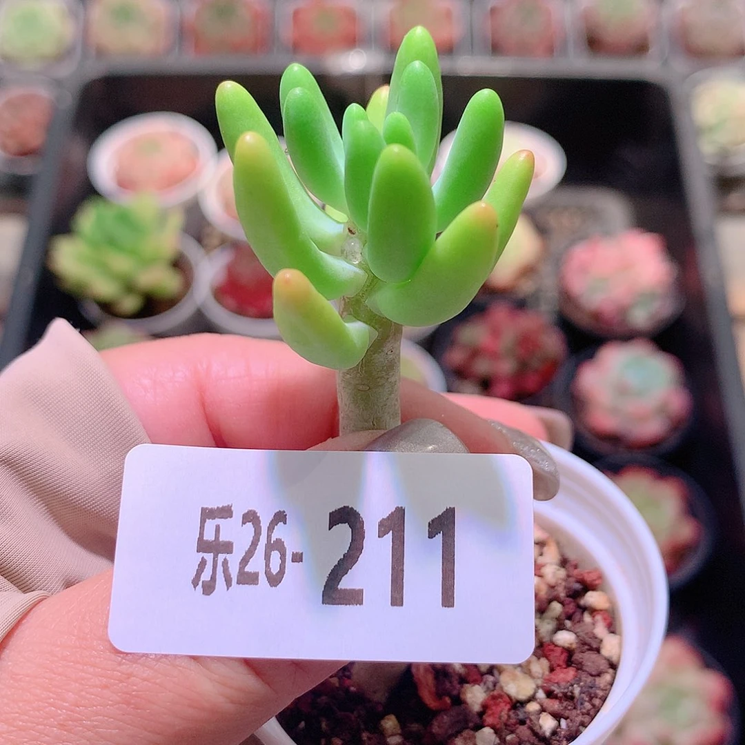 乐然26-211 八千代