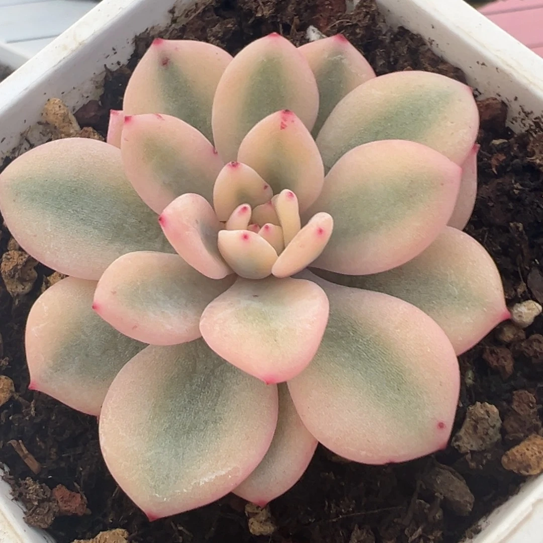 橙梦露锦，宽覆轮锦侧头已生根