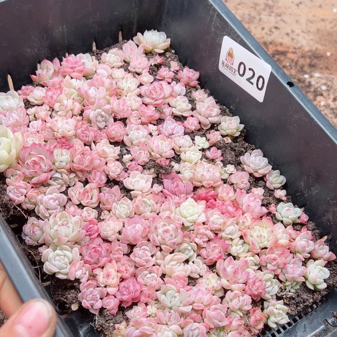 辣**枝多肉植物多肉植物