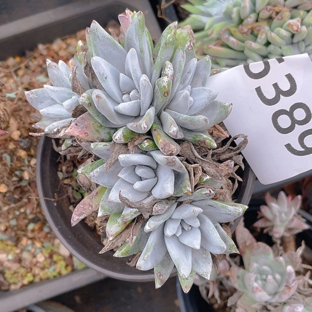 【闪购商品】苹果叶杂