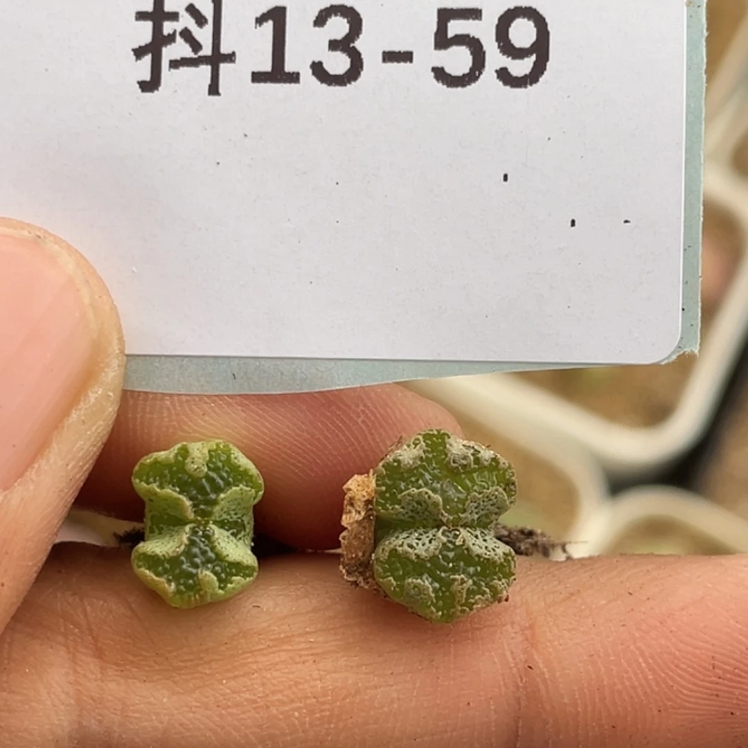 13-59超碟多肉植物