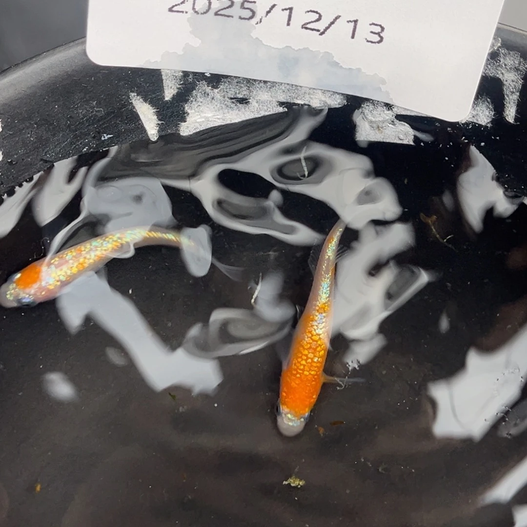 青鳉鱼232王华海王星一对