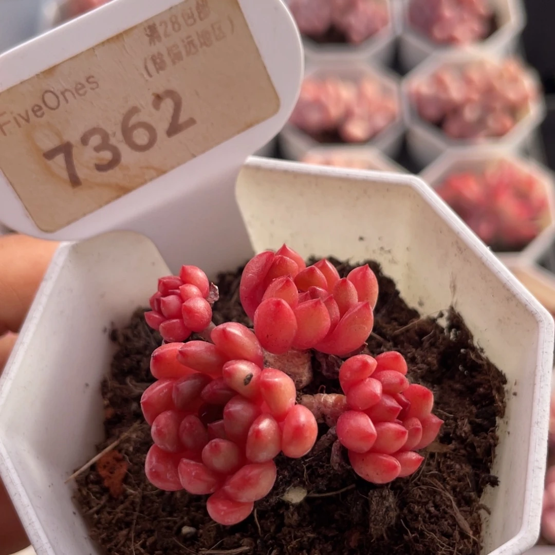 鸡血红宝石7362-4.0厘米