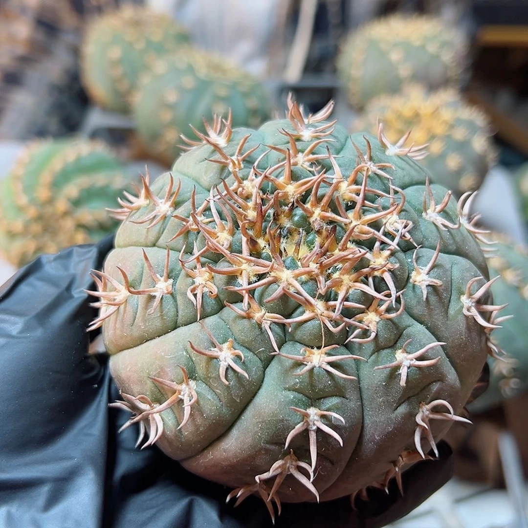 大猫爪无根8.5公分