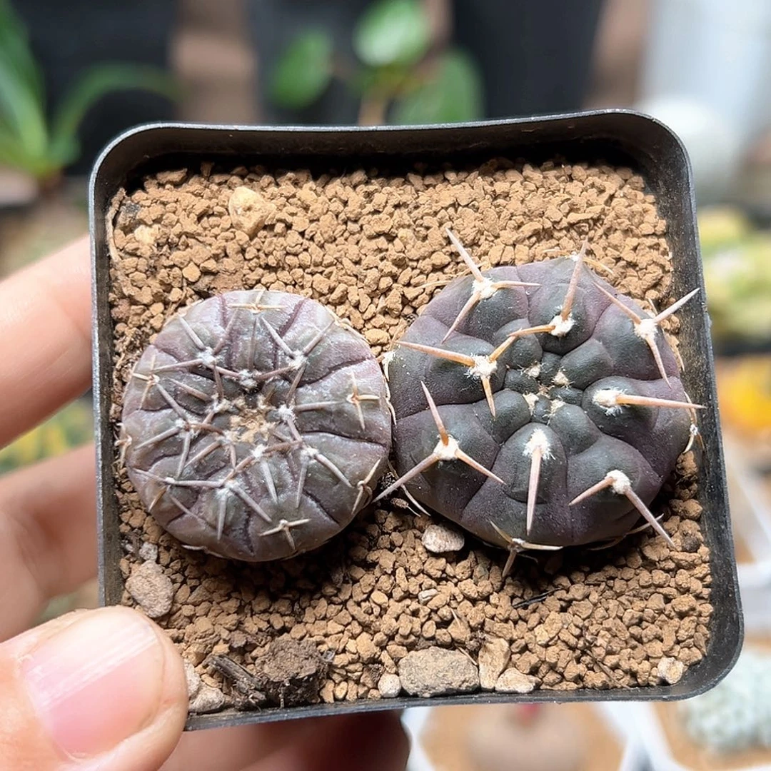 无花朵怪龙丸+守殿玉