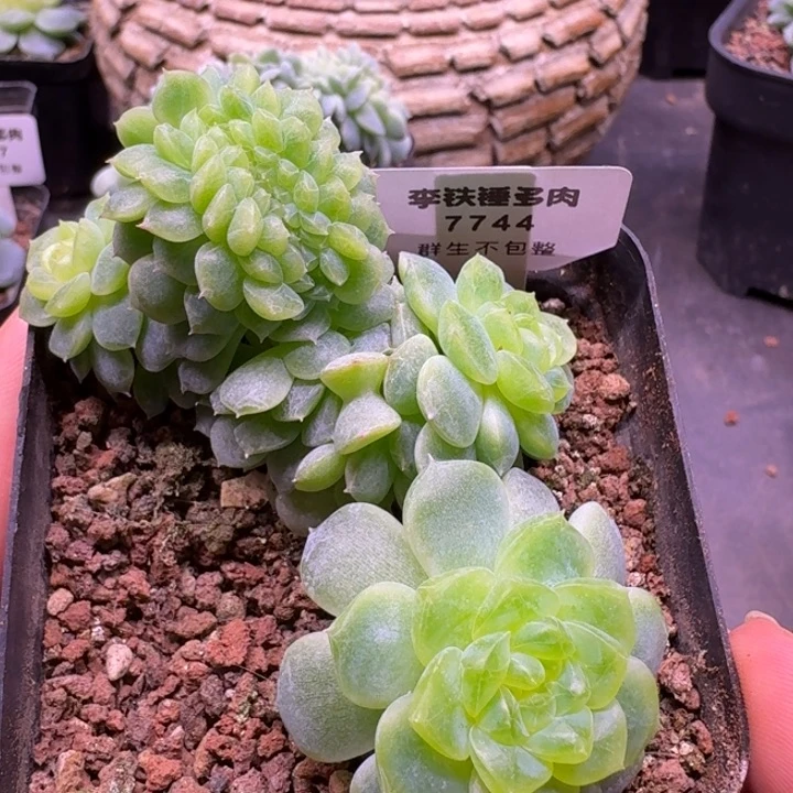 7744 纸鸢缀化一物一拍7cm盆