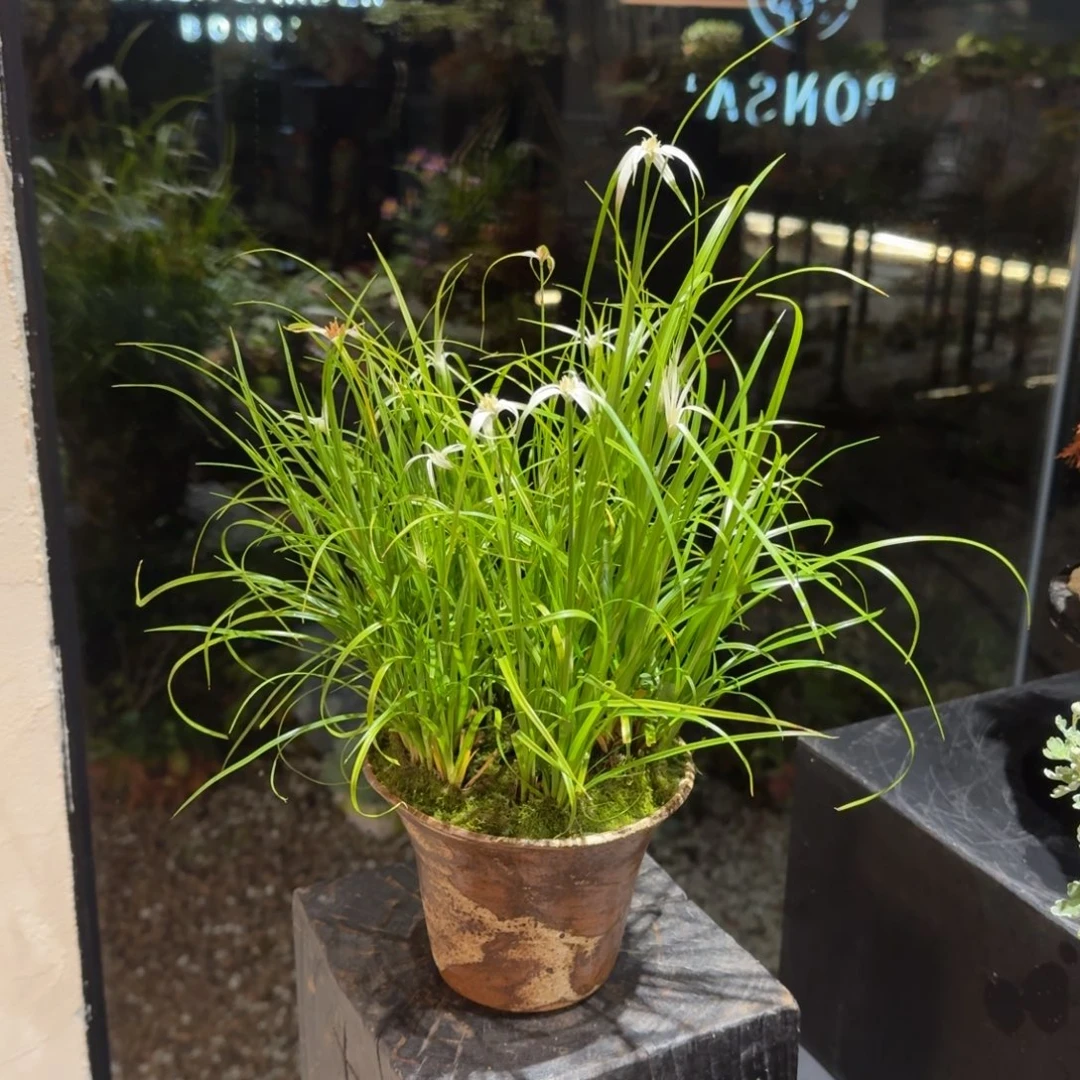 全部花朵山野草手作盆