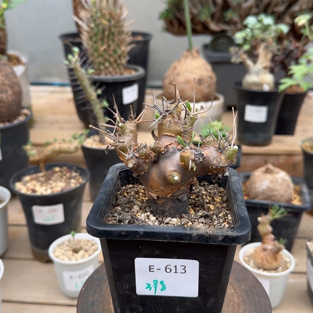 613刺烛厚敦菊块根植物