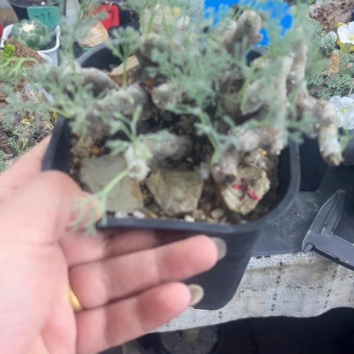 L***t黑皮月界多肉植物