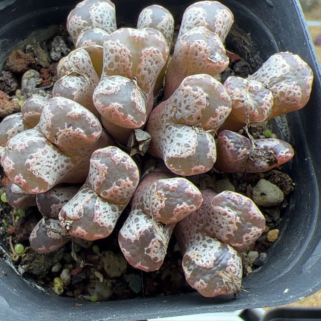 大家过年好22430