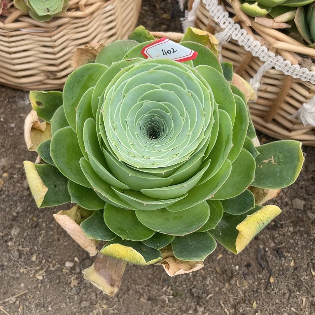 山地玫瑰女王 402