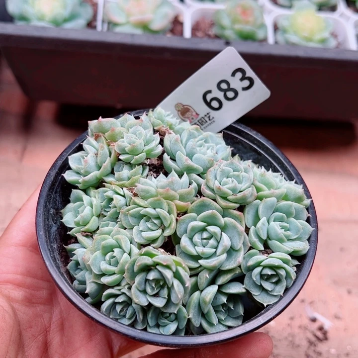 多肉植物多肉植物