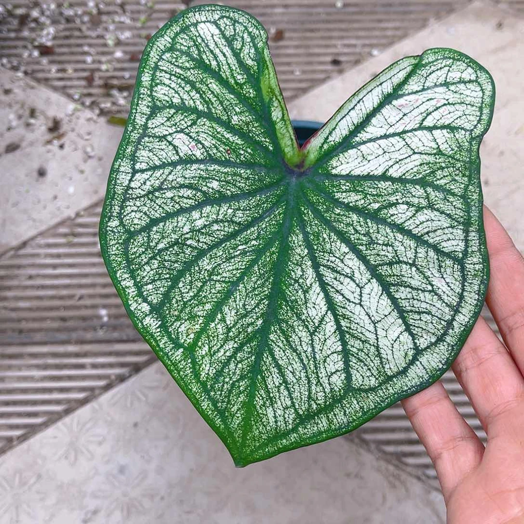 完全开放泰彩一物一拍8422