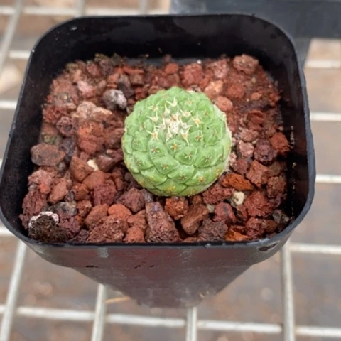 实生菊水2仙人球