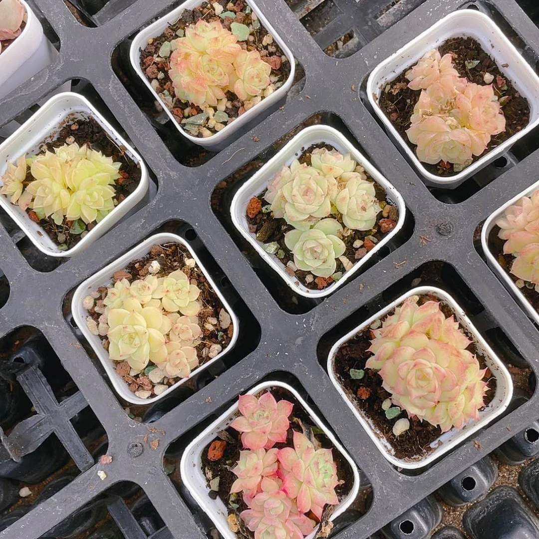 麦杆群一盆满25包邮