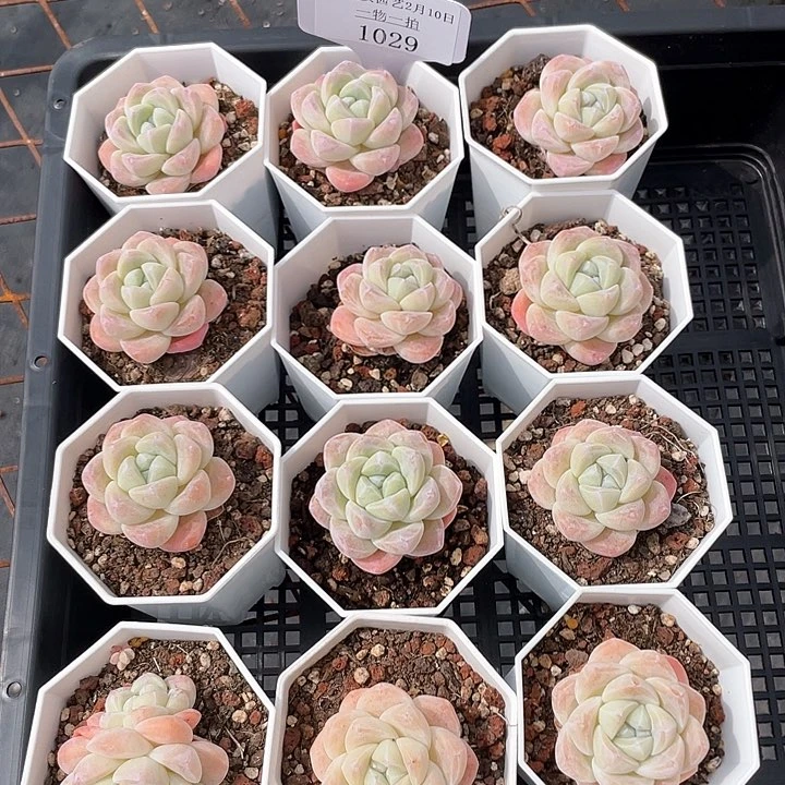 薇薇安园艺多肉1029