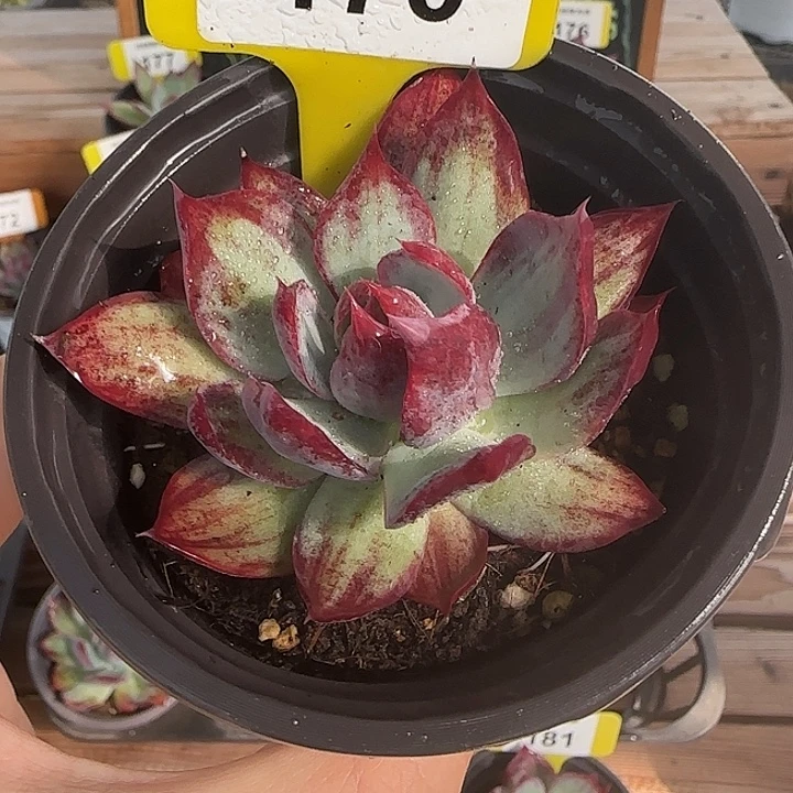 170 惊鸿仙子多肉植物