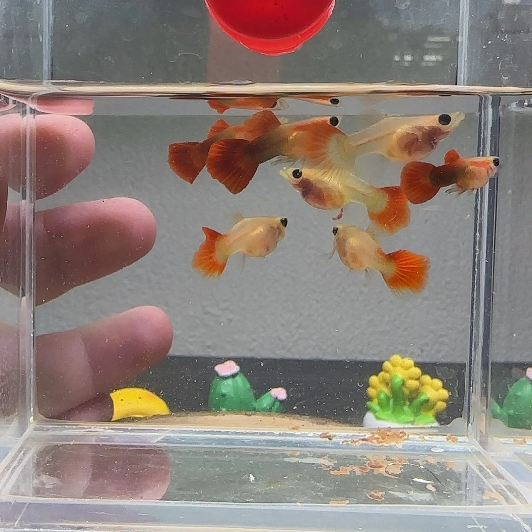 孔雀鱼红礼服3公4母24