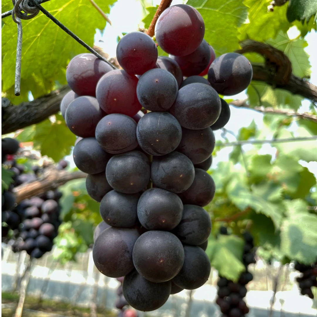 浙江沿海巨峰葡萄果园甜口现摘现发孕妇水果葡萄4斤整串顺丰到家