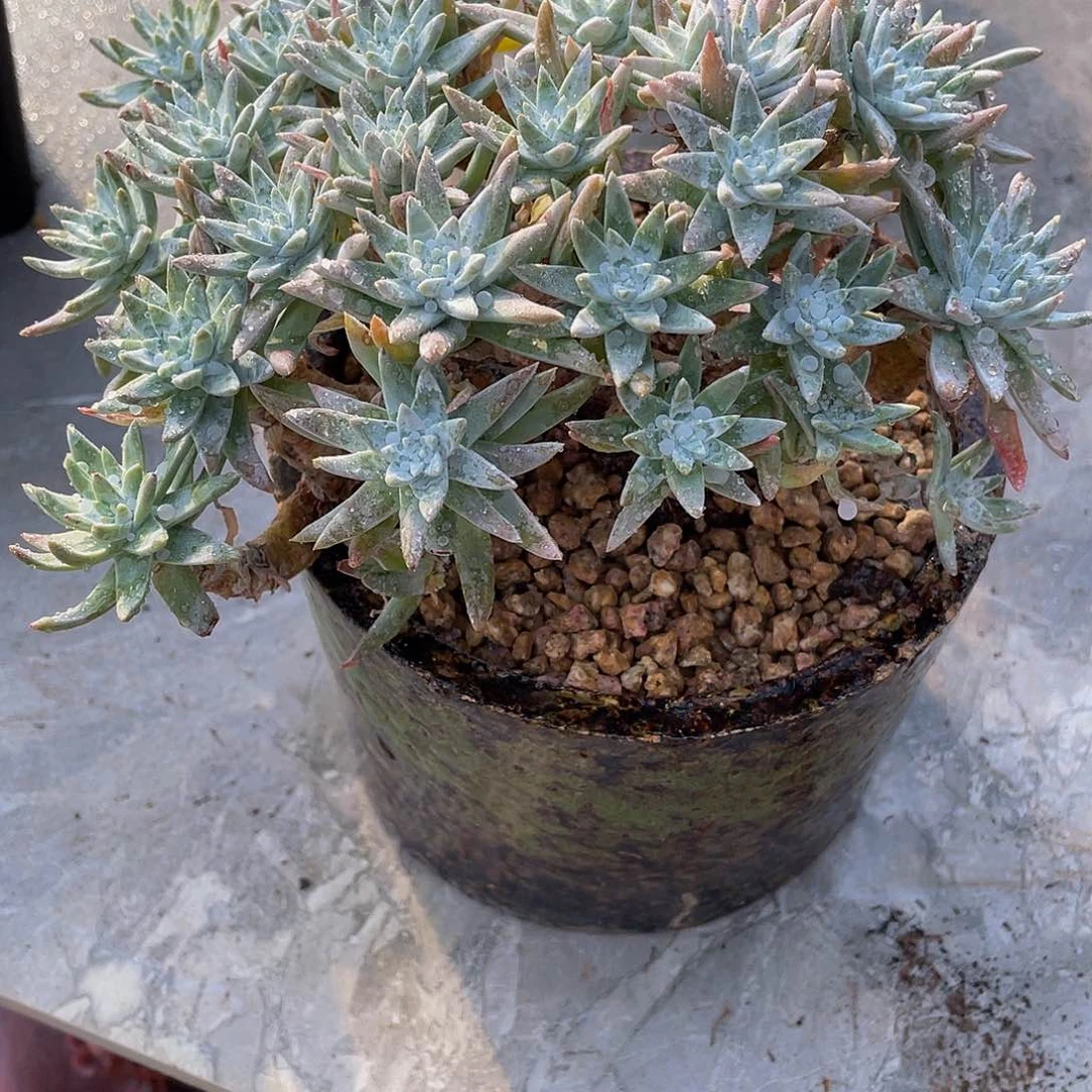 白菊多肉植物群3600
