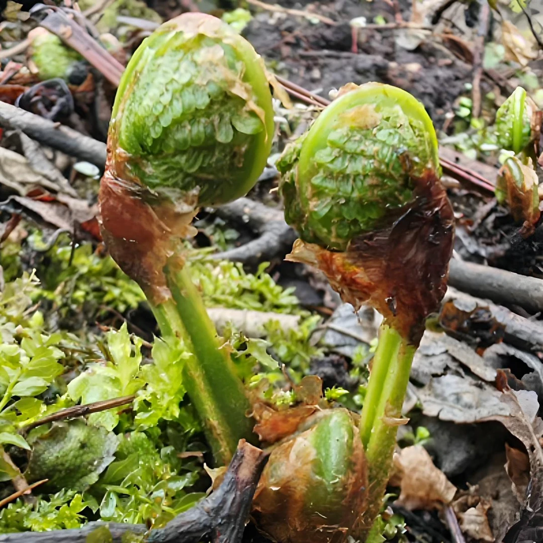 《道林专属》东北野生头茬 黄瓜香顺丰包邮