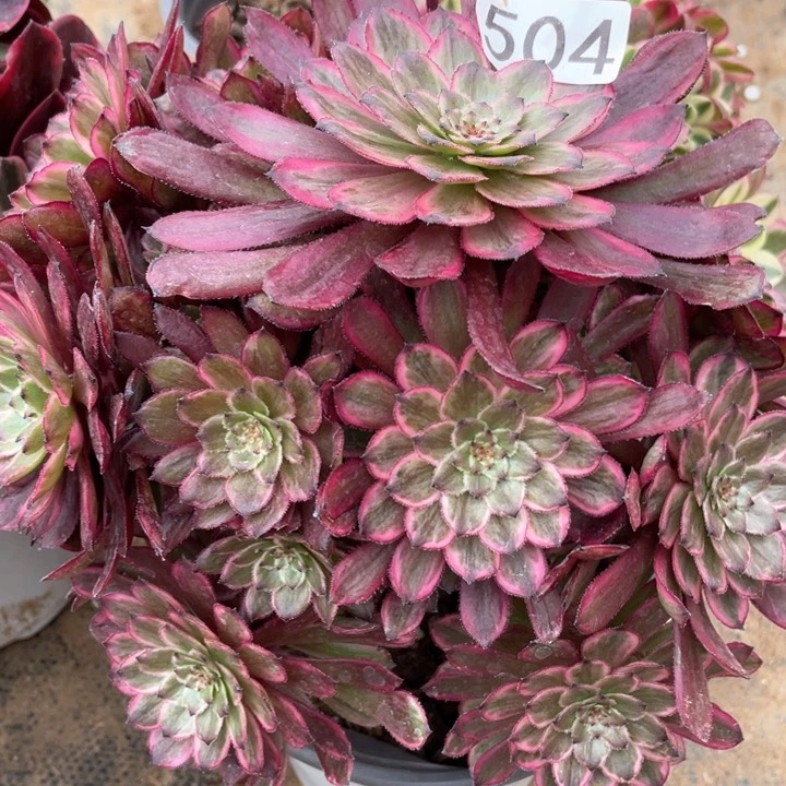 504多肉植物紫霞仙子