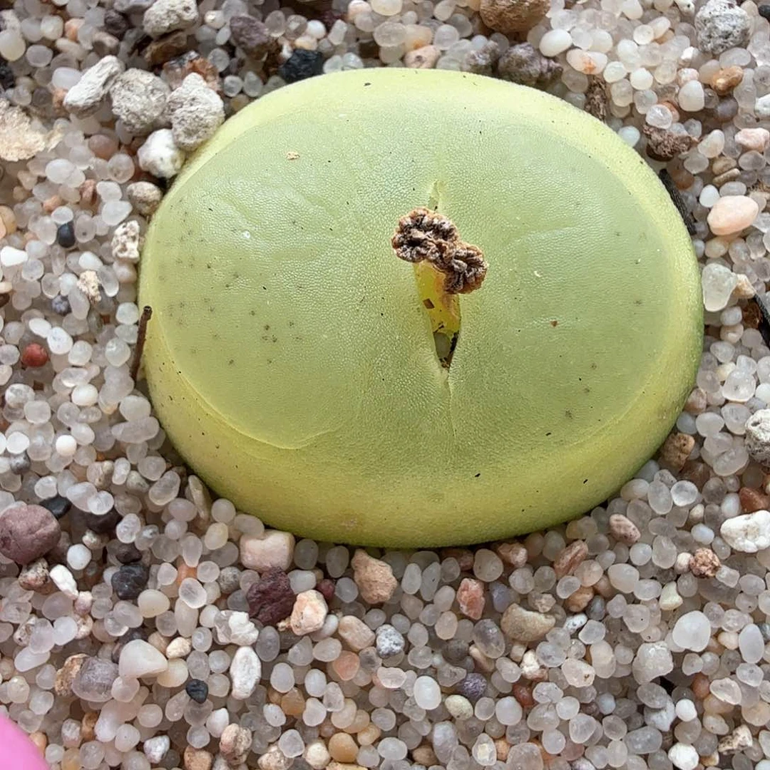 1.17.91/2.4厘米6年拉登/多肉植物